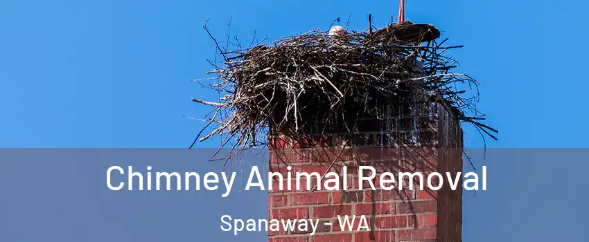 Chimney Animal Removal Spanaway - WA