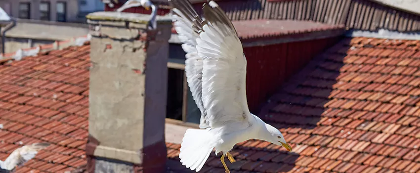 Residential Chimney Animal Removal Solution in Spanaway, WA