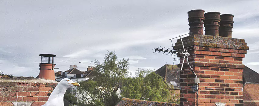 Chimney Cleaning And Restoration in Spanaway, Washington